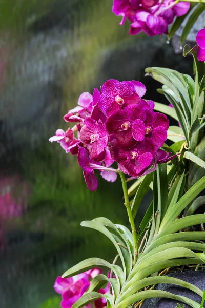 Vanda-Orchidee — Stockfoto