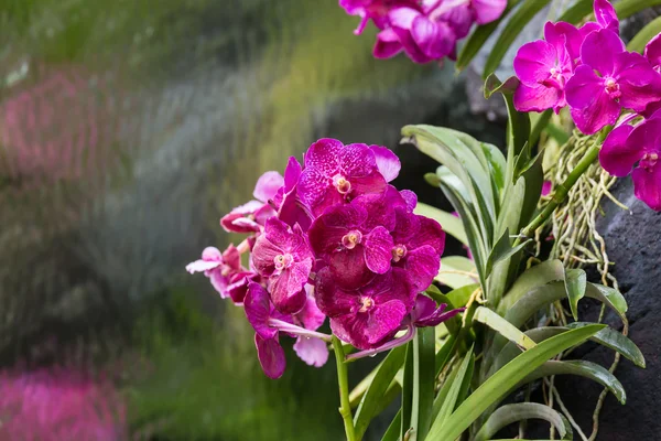 Vanda orchid — Stockfoto