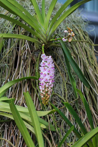 Aerides 兰花 — 图库照片