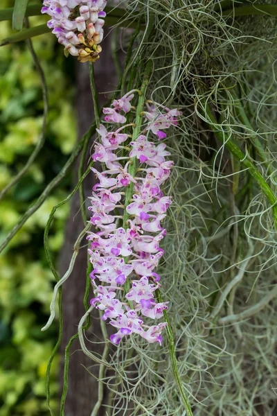 Aerides orchidea — Zdjęcie stockowe