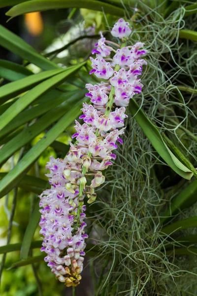 Aeriden-Orchidee — Stockfoto