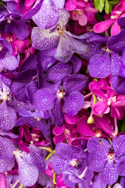 Orchidej Vanda — Stock fotografie