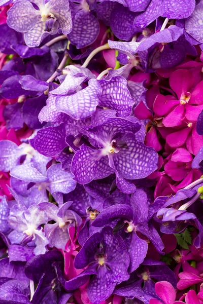Vanda orkidé — Stockfoto