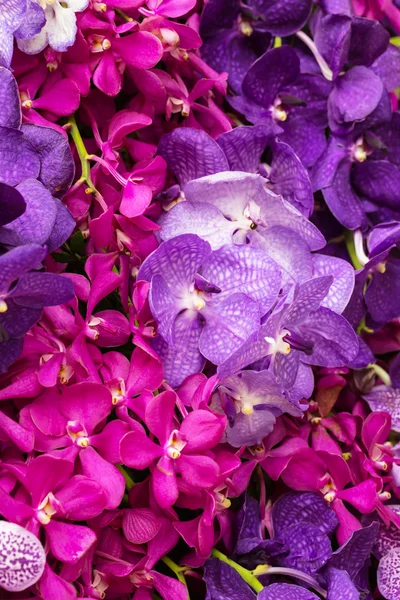 Vanda orkidé — Stockfoto
