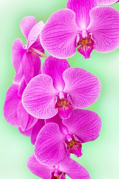 Phalaenopsis orchid — Stockfoto