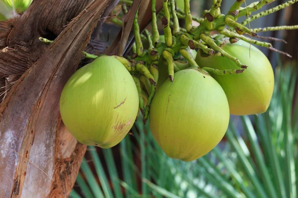 Green coconut at tree — Stock Photo, Image