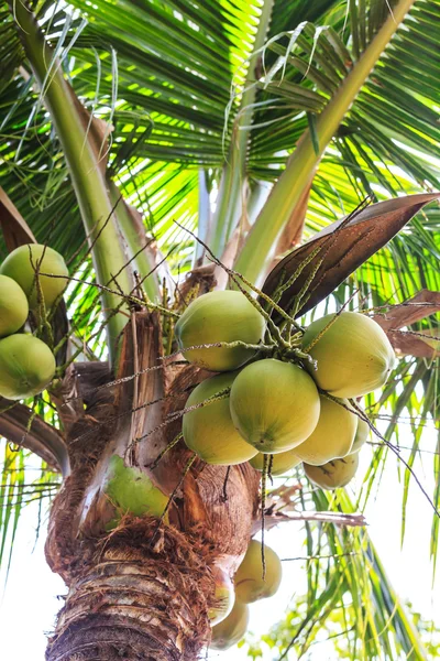 Zielony Kokosowe drzewo — Zdjęcie stockowe