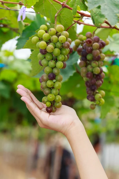 Mão e cacho de uvas vermelhas frescas na vinha — Fotografia de Stock