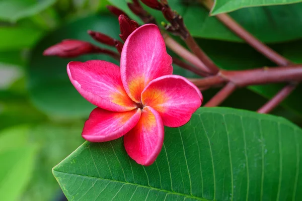 Růžový plumeria. — Stock fotografie