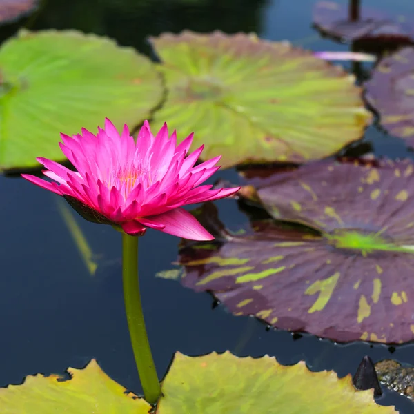 Närbild lotus blomma — Stockfoto