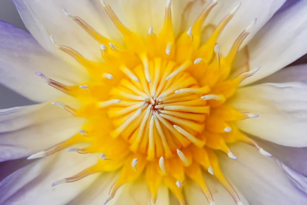 Närbild lotus blomma — Stockfoto