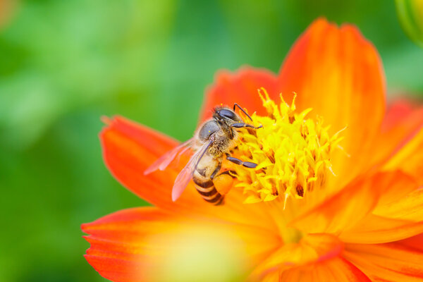 Honey bee collecting nectar from flower in the summer time.