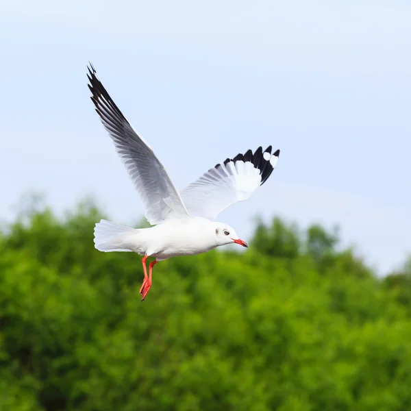Flying seagull on beautiful sky background — Stock Photo, Image