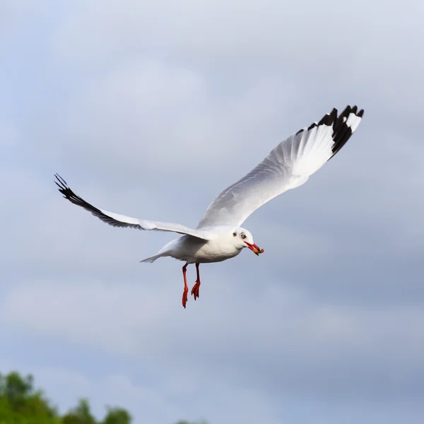 Gaviota voladora sobre hermoso fondo del cielo — Foto de Stock