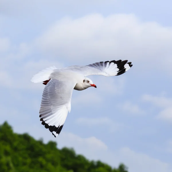 Літаюча чайка на красивому фоні неба — стокове фото
