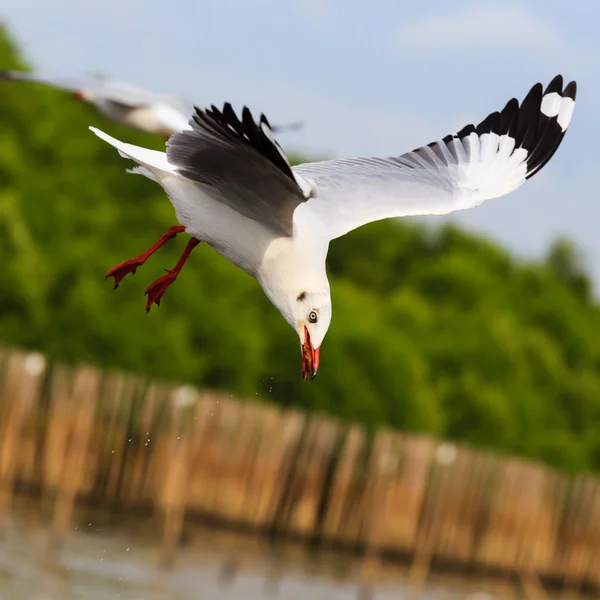 Gaviota voladora sobre hermoso fondo del cielo — Foto de Stock