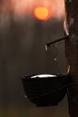 rubberboom bij zonsopgang in nevel in Zuid-thailand