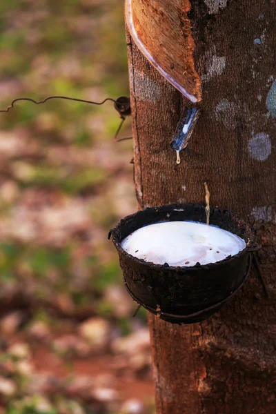 Rubber tree At South Thailand Royalty Free Stock Images