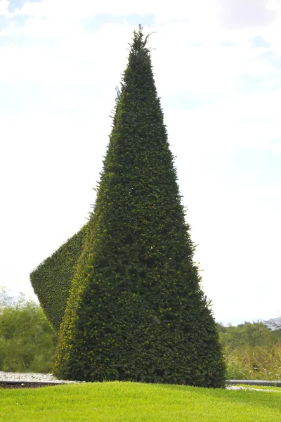 Süs Bitkileri için sanat formları