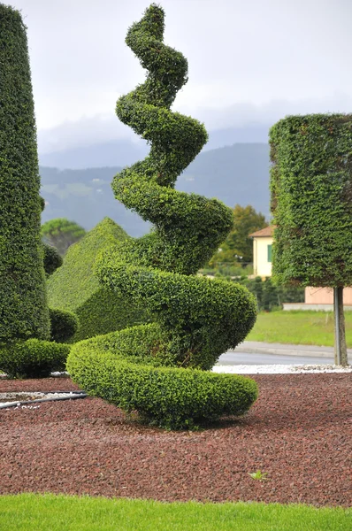 Formas artísticas para plantas ornamentais — Fotografia de Stock