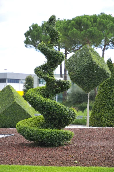 Formes artistiques pour plantes ornementales — Photo