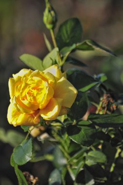 Kreşler yetişen çiçekler