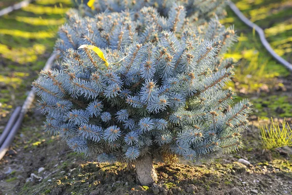 Çocuk odasında büyüdü genç bitki