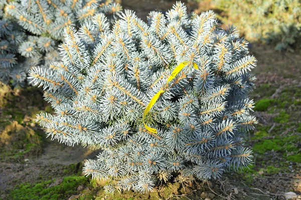 Jeune plante cultivée en pépinière — Photo