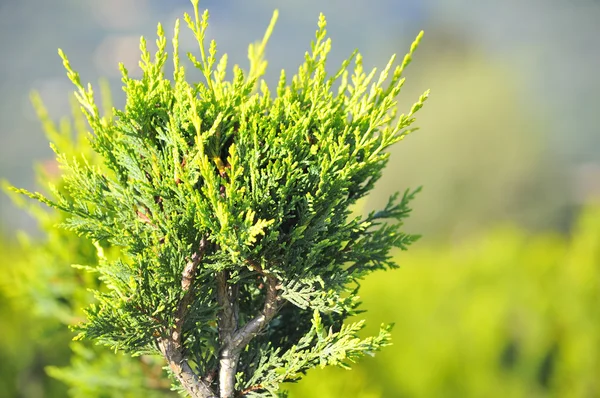 Çocuk odasında büyüdü genç bitki