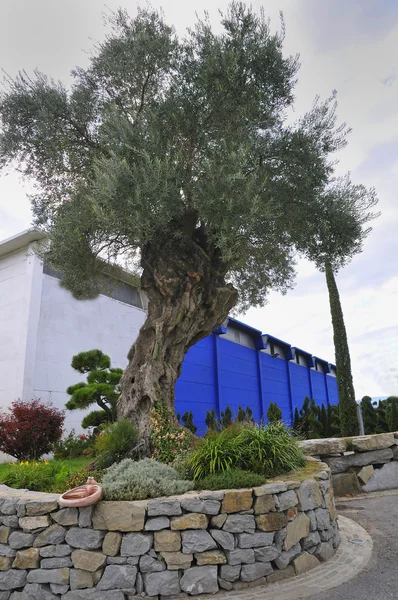 若い植物の養樹園で栽培 — ストック写真