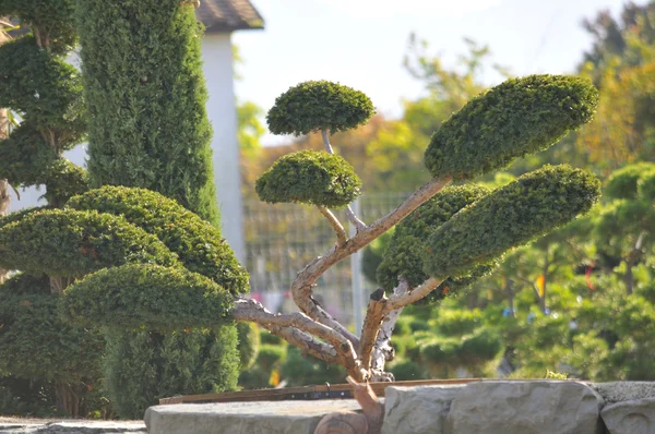 Çocuk odasında büyüdü genç bitki