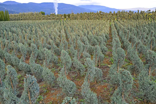 Çocuk odasında büyüdü genç bitki