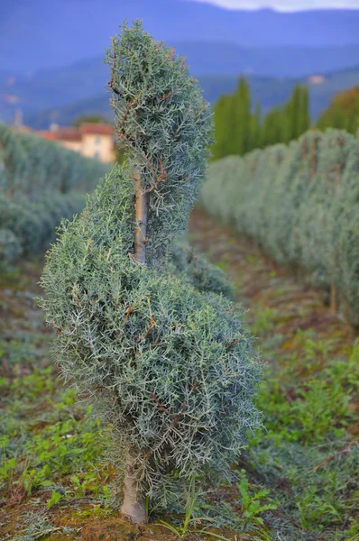 Çocuk odasında büyüdü genç bitki