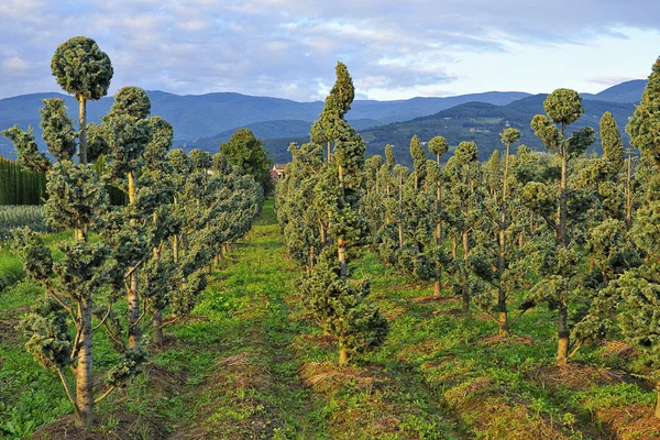 Çocuk odasında büyüdü genç bitki