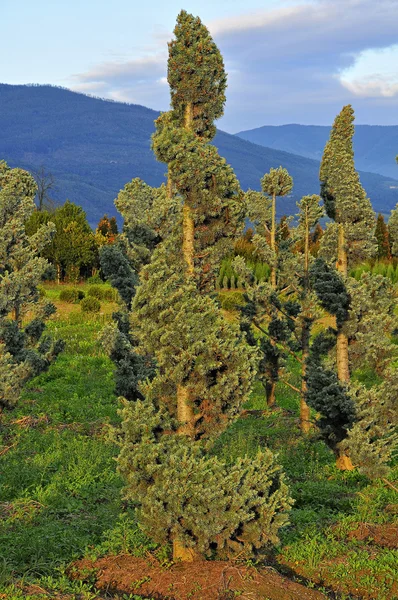 Çocuk odasında büyüdü genç bitki