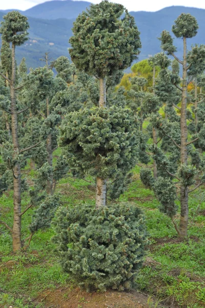 Taimitarhassa kasvatettu nuori kasvi — kuvapankkivalokuva