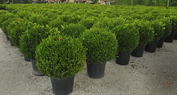 Çocuk odasında büyüdü genç bitki