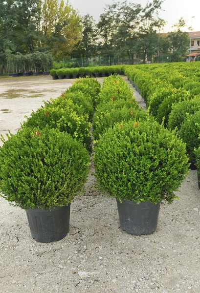 Jovem planta cultivada em viveiro — Fotografia de Stock