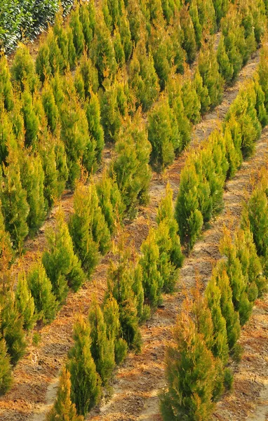 Çocuk odasında büyüdü genç bitki