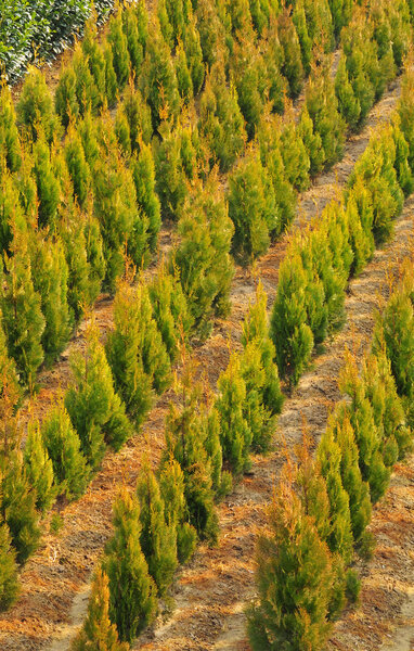 Молодое растение, выращенное в детской
