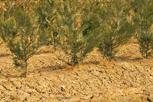 Planta joven cultivada en vivero — Foto de Stock