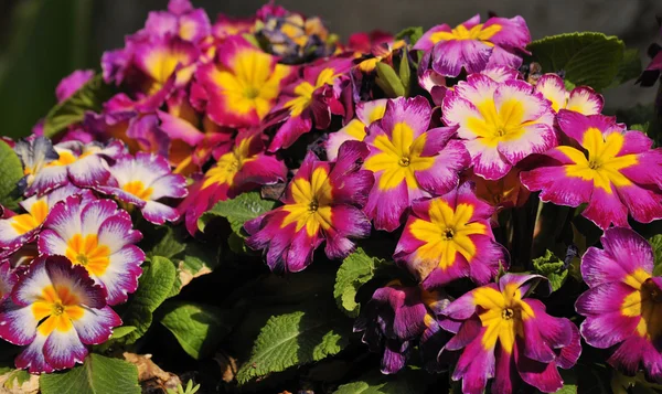 Flores cultivadas em viveiros — Fotografia de Stock