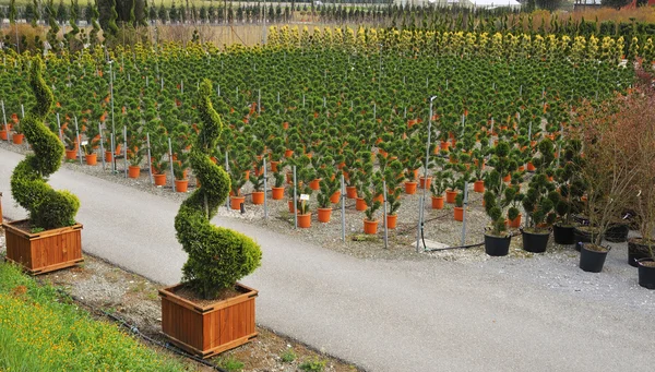 Jovem planta cultivada em viveiro — Fotografia de Stock