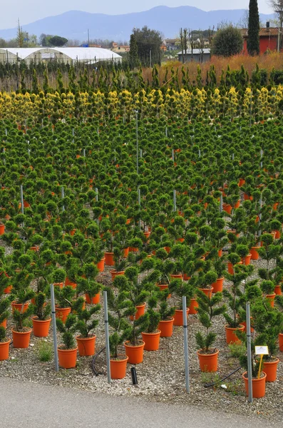 Çocuk odasında büyüdü genç bitki