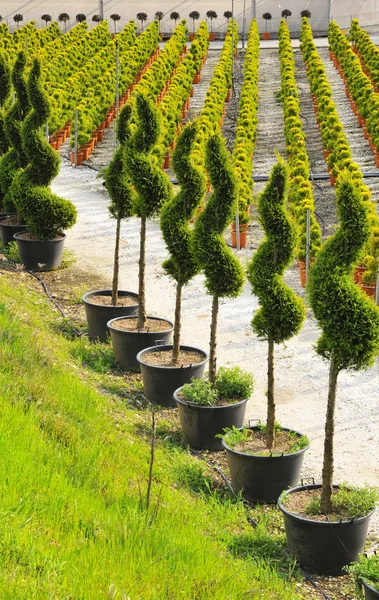 Young plant grown in nursery — Stock Photo, Image