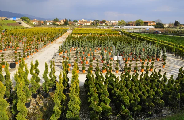 Çocuk odasında büyüdü genç bitki