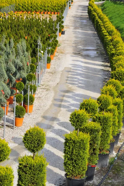 Jungpflanze in Baumschule gezüchtet — Stockfoto