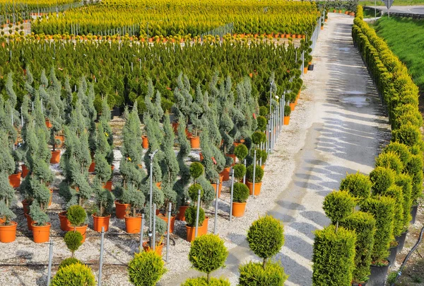 Çocuk odasında büyüdü genç bitki