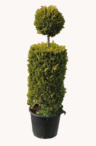 Çocuk odasında büyüdü genç bitki