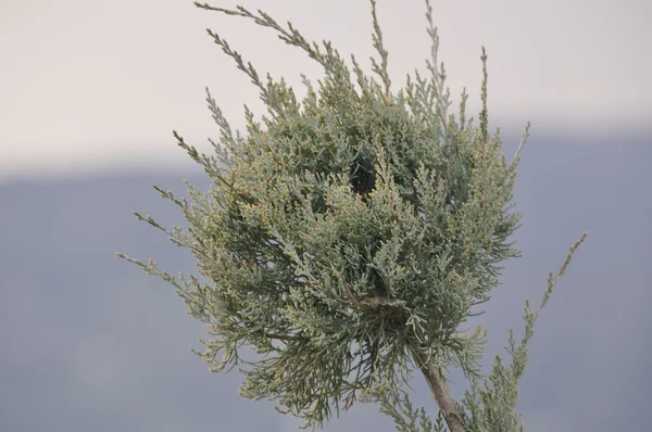 Çocuk odasında büyüdü genç bitki